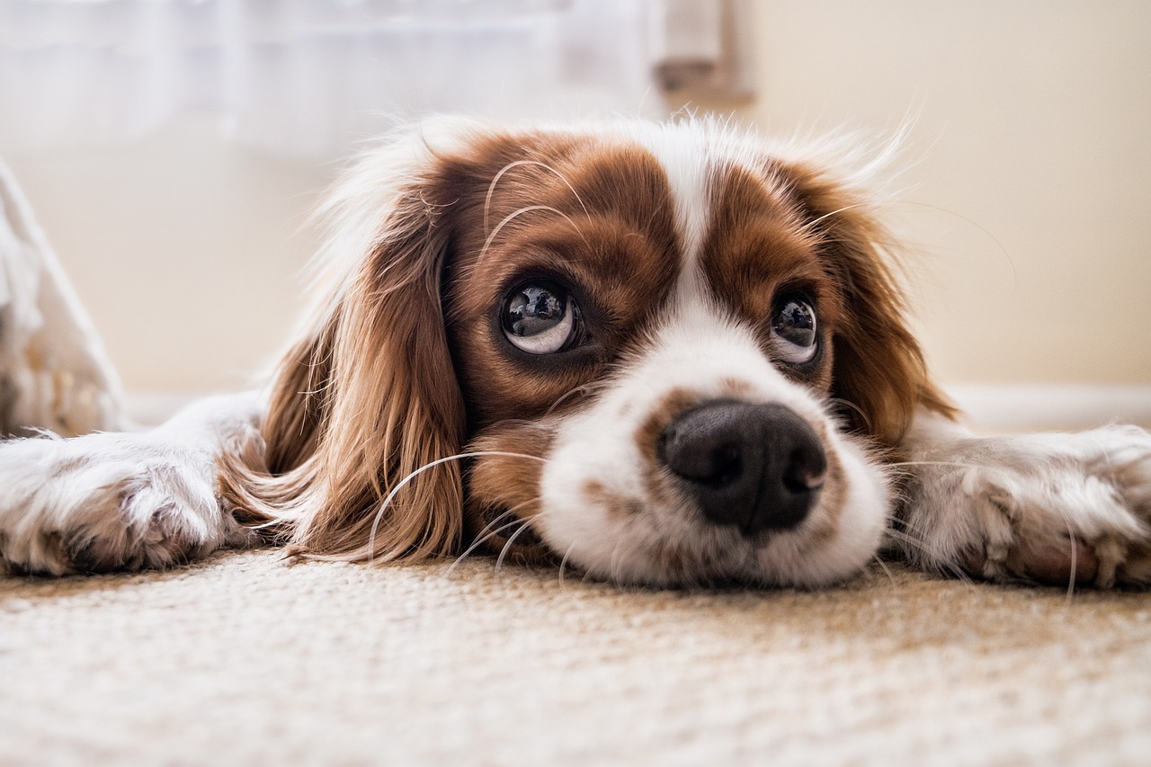 Quanto può costare un cucciolo di cane corso?