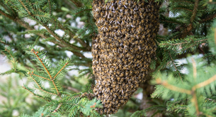 Cosa occorre per diventare apicoltore?