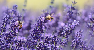 Quanto costa aprire un allevamento di api?