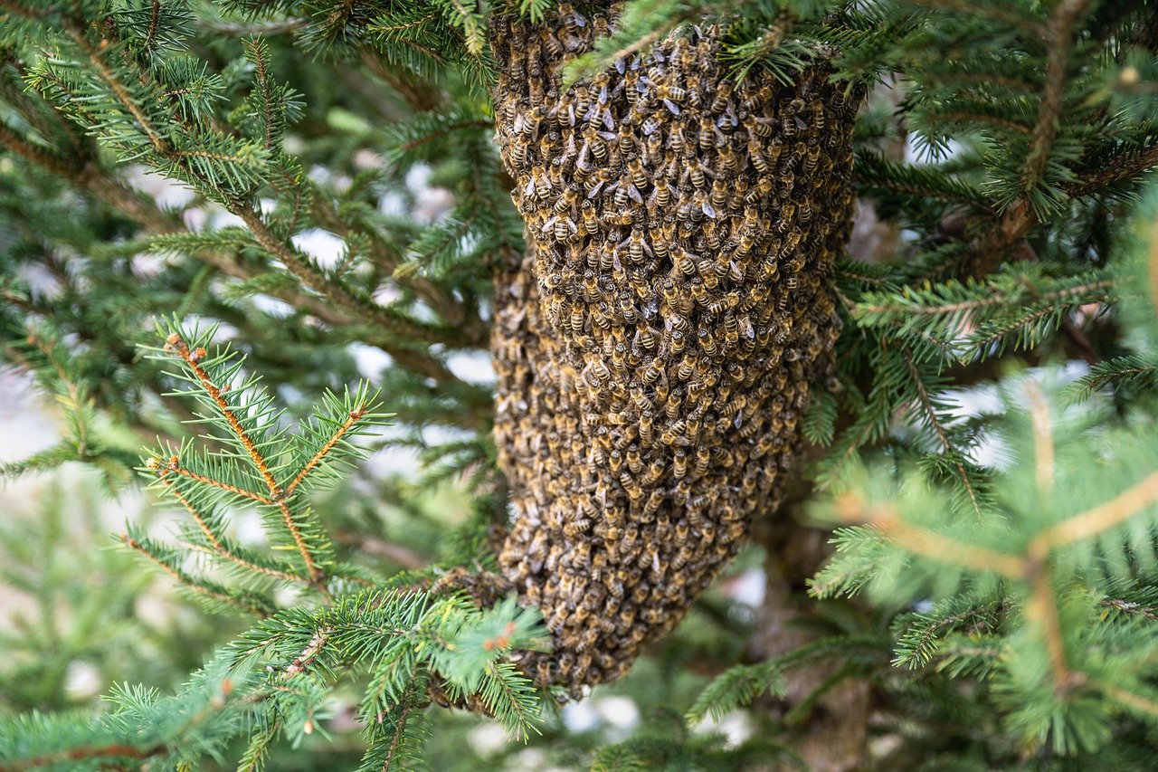 Cosa occorre per diventare apicoltore?
