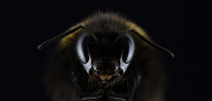Quante arnie ci vogliono per vivere di apicoltura?