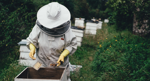 Quanto guadagna un apicoltore professionista?