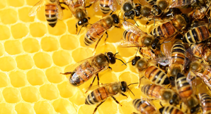 Quanto costa avviare un'attività di apicoltura?