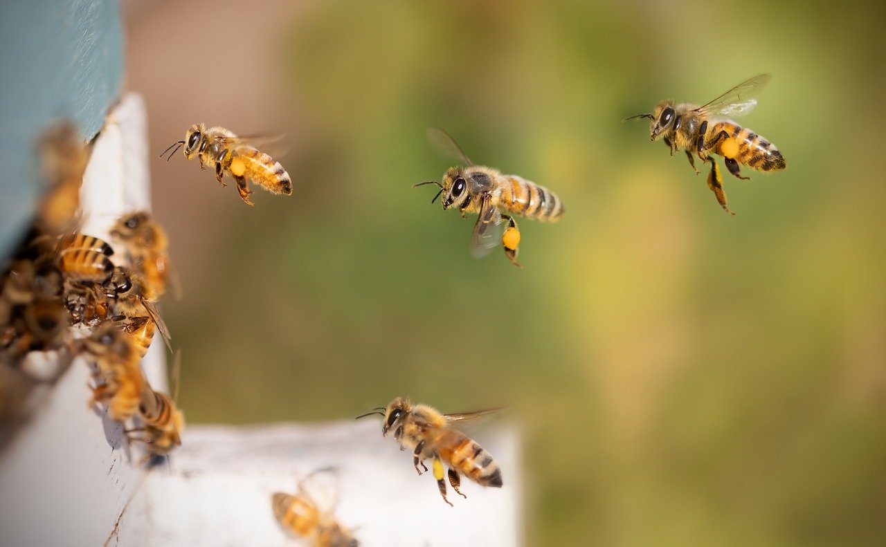 Quanto si può guadagnare con l apicoltura?